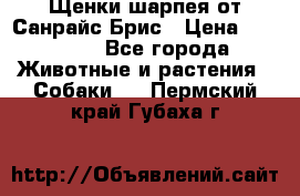 Щенки шарпея от Санрайс Брис › Цена ­ 30 000 - Все города Животные и растения » Собаки   . Пермский край,Губаха г.